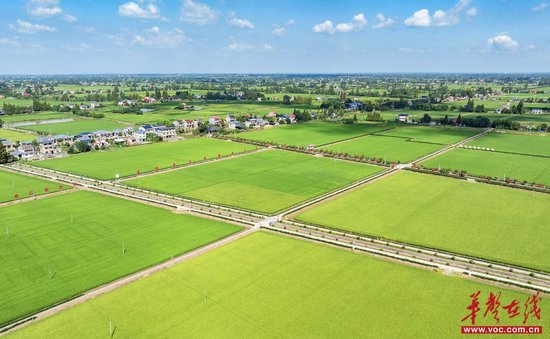 金之香连片种养基地。 湖南日报全媒体记者 李健 摄