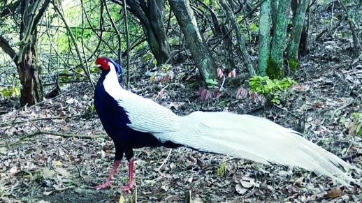  红外相机拍摄的白鹇。南山国家公园候选区两江片区红外相机镜头记录。