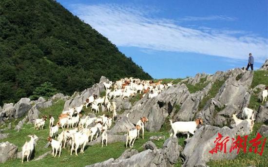 石门山区贫困群众在高山顶上散养的马头山羊。