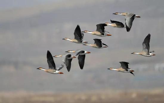二十四节气|今日小寒，心暖是故乡