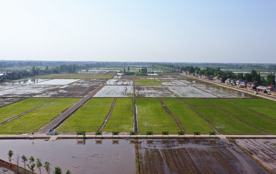 沅江市地形以平原为主，是湖南省水稻主产区之一。钟祖彪摄
