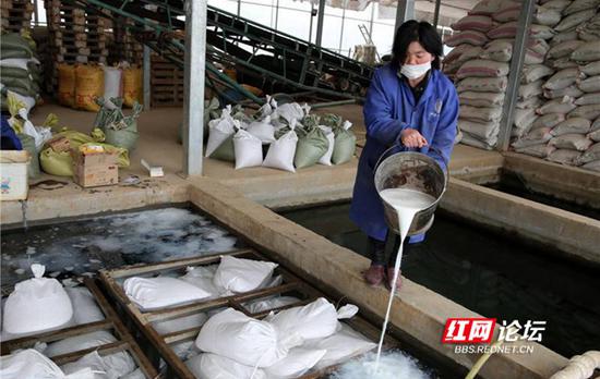 浸泡种子的水池中需要添加消毒液，种子消毒，才能预防病虫害。（拍摄：宁党保）