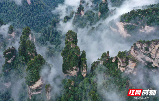 张家界武陵源核心景区,峰林如柱,云海翻涌。吴勇兵/摄