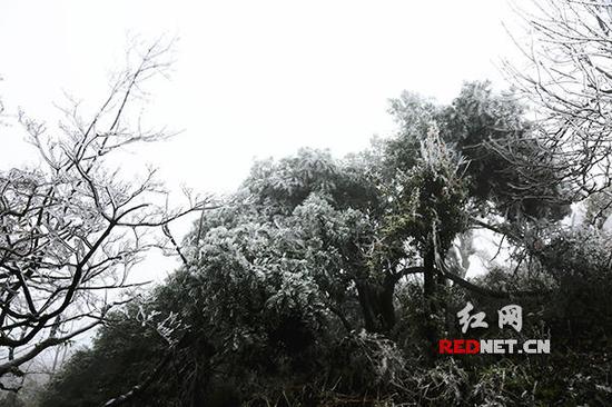 雾凇景观。