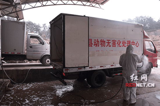 工作人员为病死（病害）动物收集运输车辆消毒。
