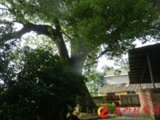 城区树王是一棵樟树,生于芦淞区枫溪街道湘江村(通讯员 供图)