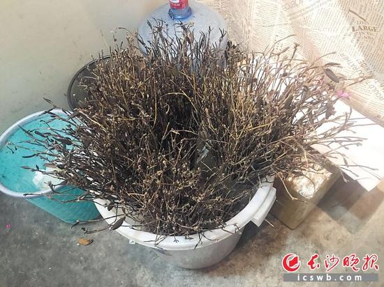 处于休眠期的兴安杜鹃,外表如枯枝。