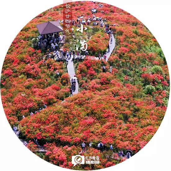 芒种(6月5日)
