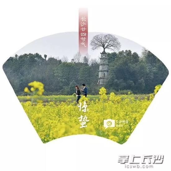 望月公园中的樱花跟随风雨片片飘落后,