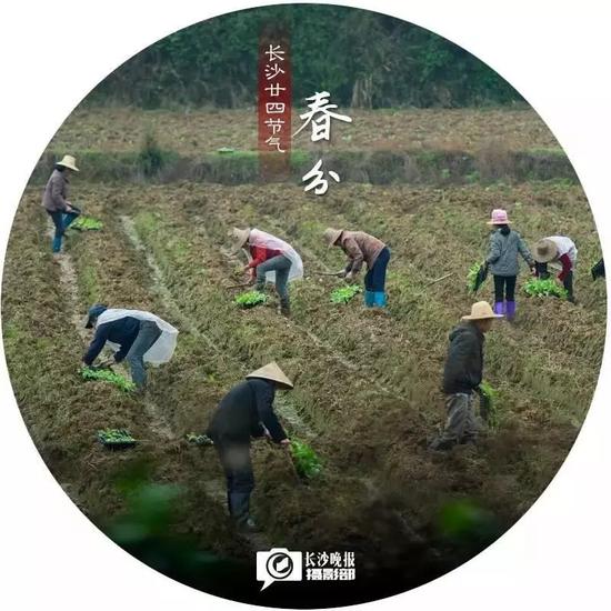 清明(4月4日)