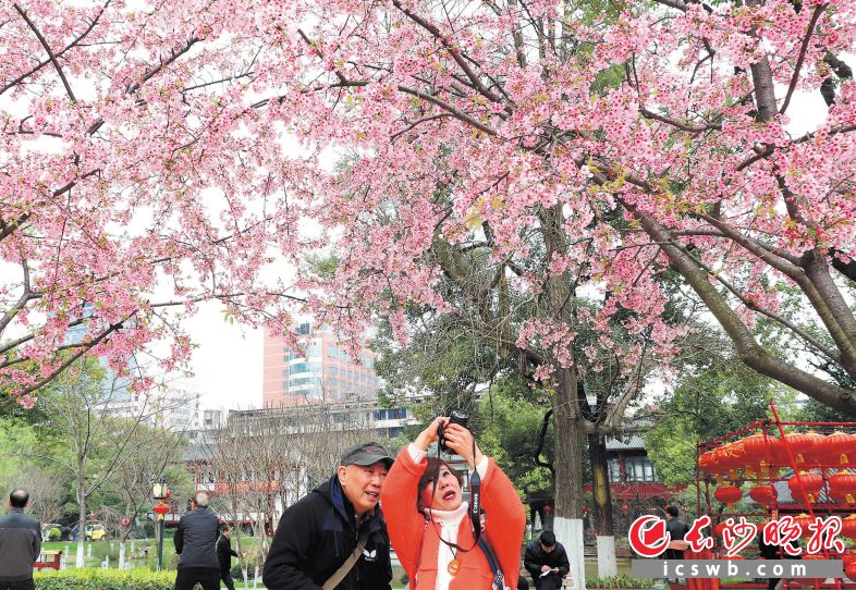 晓园公园内，众多市民、游客在踏青赏景。　　长沙晚报记者 周柏平 通讯员 彭英 摄影报道