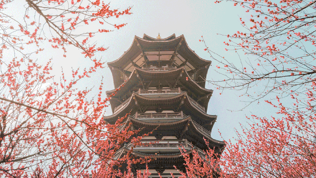 春日长沙花 杨涛 摄