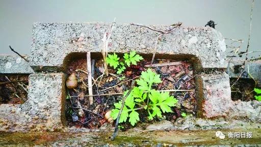 ▲生态砖孔里植物自然生长