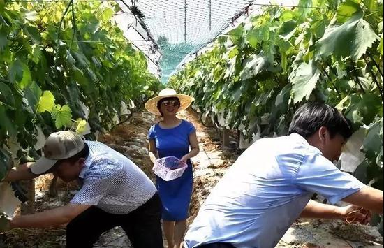 开幕式后,领导、嘉宾们纷纷前往果园,体验采摘的乐趣~