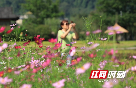 9月7日,在张家界市武陵源区黄龙洞景区生态广场,人们赏花游玩。