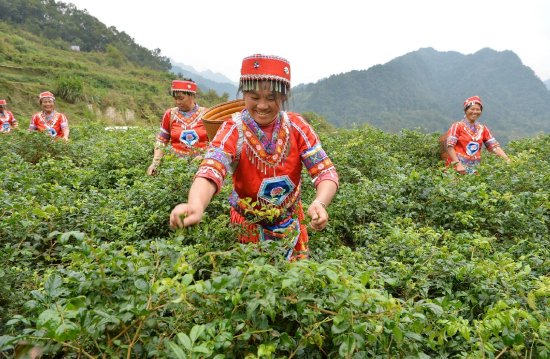 永顺县润雅乡凤鸣村莓茶产业种植基地。图/李健