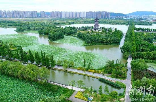 国际生物多样性日 长沙洋湖湿地生态美