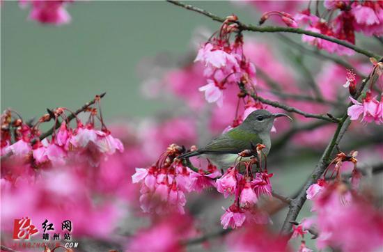 2月15日，湖南省怀化市靖州苗族侗族自治县异溪河边，一株盛开的寒绯樱花树上，一只叉尾太阳鸟雌鸟停留在花间。