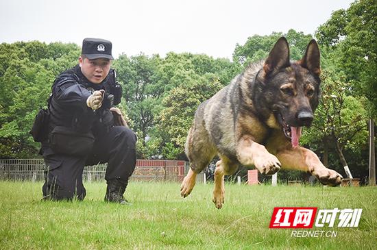 李江进行警犬训练。