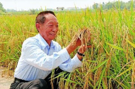 袁隆平在田间工作