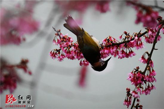 2月15日，湖南省怀化市靖州苗族侗族自治县异溪河边，一株盛开的寒绯樱花树上，一只叉尾太阳鸟雄鸟在寻食花蜜。