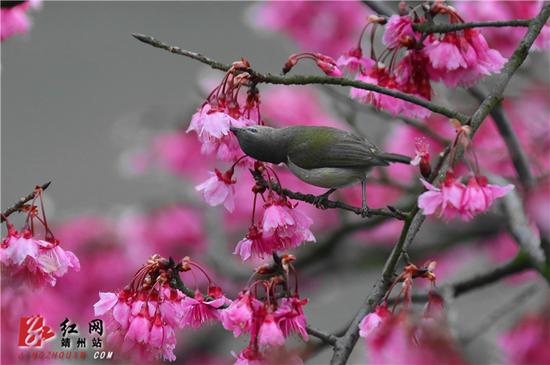 2月15日，湖南省怀化市靖州苗族侗族自治县异溪河边，一株盛开的寒绯樱花树上，一只叉尾太阳鸟雌鸟在吸食花蜜。