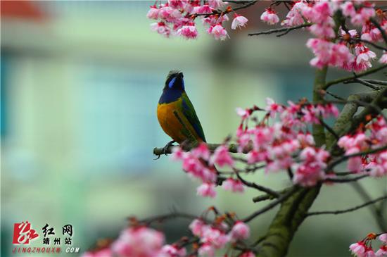 2月15日，湖南省怀化市靖州苗族侗族自治县异溪河边，一株盛开的寒绯樱花树上，一只橙腹叶鹎雄鸟在花间张望。