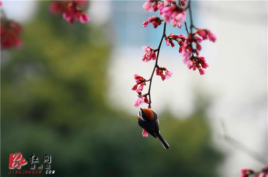 　　2月15日，湖南省怀化市靖州苗族侗族自治县异溪河边，一株盛开的寒绯樱花树上，一只红腹山雀雄鸟挂在枝尖“荡秋千”。