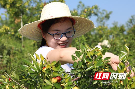 万佳生态农场枣园游客正在采摘枣子。