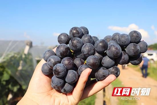 阳光下的葡萄格外亮眼。