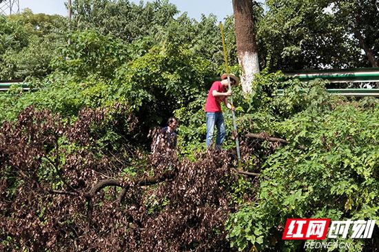 一棵倒塌的大树阻挡了测量路径，技术人员找来砍伐工具，精准测量到涵洞路况的相关数据。