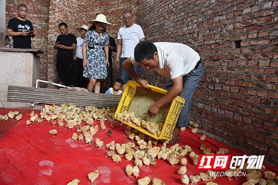 杨金生与妻子洗刷着刚从农田中挖掘出来的莲藕。