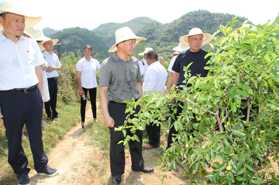 现场察看龙角桥村金翠枣产业种植基地。