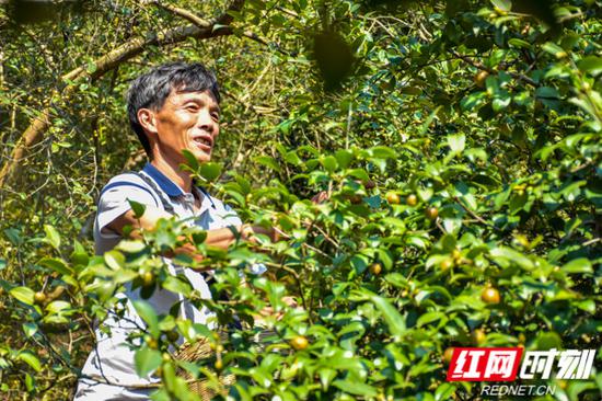 满山油茶结出的“致富果”,让贫困户脸上笑开了花。