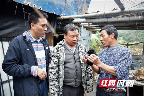 陈建昆领着技术专家上门指导陈用仔养殖黑豚鼠。