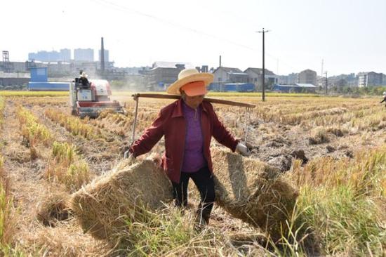 衡阳县农民将打捆后的“秸秆包”从田间挑到路边（11月2日摄）。新华社记者 白田田 摄