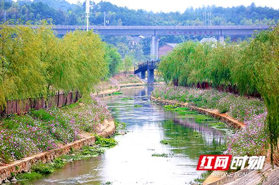 龙荫港红星村段，“河畅、水清、岸绿、景美”的大美南岳蔚然显现。