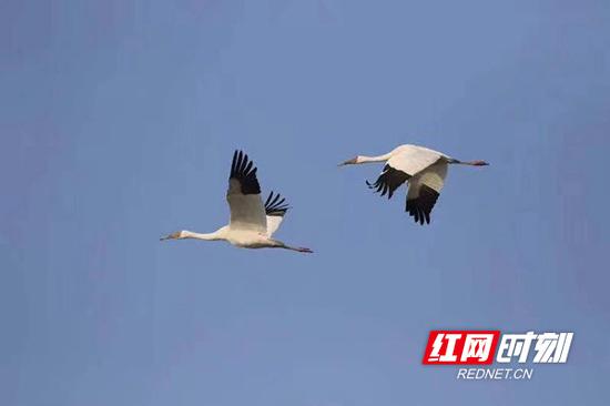 东方白鹳，国家一级保护动物。常在沼泽、湿地、塘边涉水觅食，主要以小鱼、蛙、昆虫等为食。（资料图）