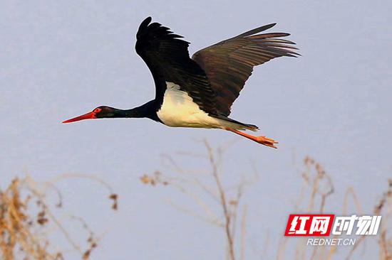 黑鹳。嘴长而粗壮，头、颈、脚均甚长，嘴和脚红色。（资料图）