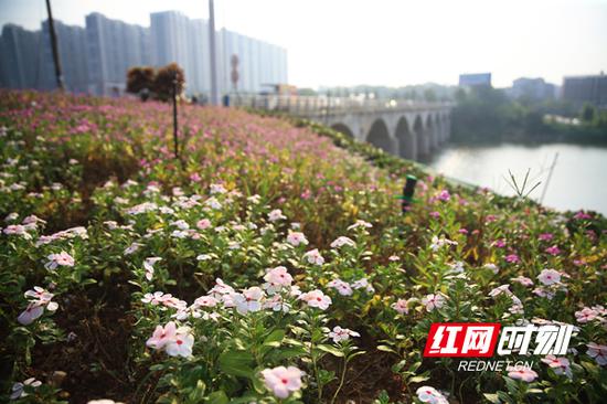 蒸水河风光带繁花似锦。