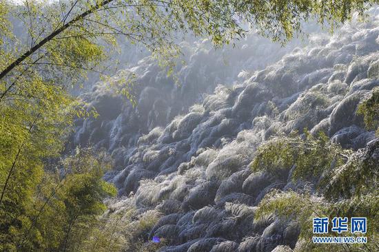 这是12月13日拍摄的安徽省霍山县佛子岭镇大林村竹林雪景。新华社发（徐程 摄）