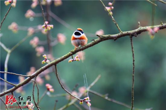 2月15日，湖南省怀化市靖州苗族侗族自治县异溪河边，一只红腹山雀雄鸟面对镜头仿佛一只“愤怒的小鸟”，在排泄“示威”。