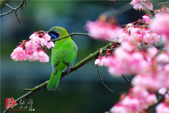 2月15日，湖南省怀化市靖州苗族侗族自治县异溪河边，一株盛开的寒绯樱花树上，一只橙腹叶鹎雄鸟停留在枝头。