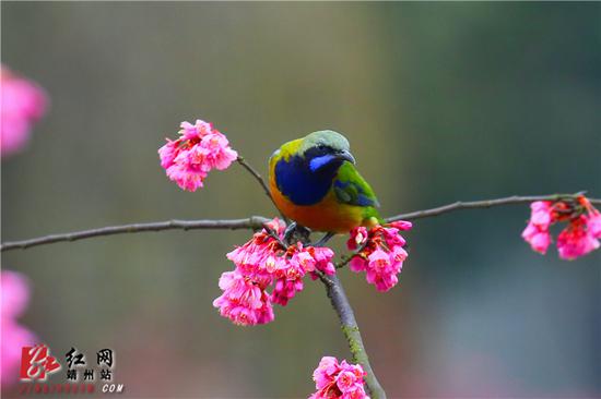 　　2月15日，湖南省怀化市靖州苗族侗族自治县异溪河边，一株盛开的寒绯樱花树上，一只警觉的橙腹叶鹎雄鸟停留在枝头。
