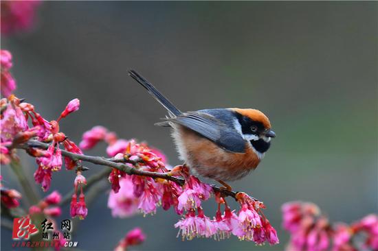 　　2月15日，湖南省怀化市靖州苗族侗族自治县异溪河边，一株盛开的寒绯樱花树上，一只红腹山雀雄鸟在枝头停留。