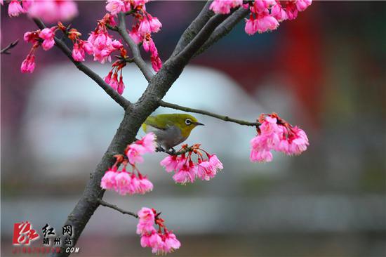 　　2月15日，湖南省怀化市靖州苗族侗族自治县异溪河边，一株盛开的寒绯樱花树上，一只绣眼鸟停留在花间。