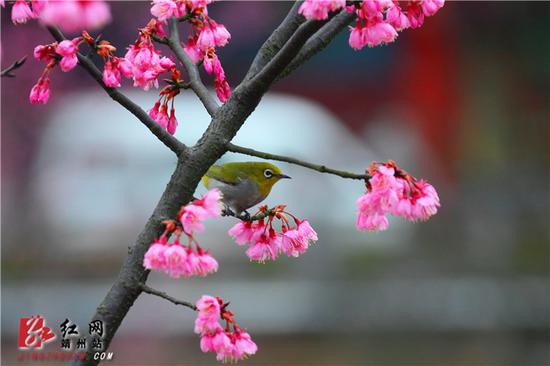 2月15日，湖南省怀化市靖州苗族侗族自治县异溪河边，一株盛开的寒绯樱花树上，一只绣眼鸟停留在花间。