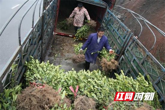 衡阳县林业部门正在调运分发油茶村苗。