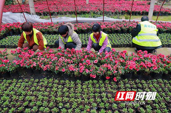 　　园林工人现在已经开始为喜迎“五一”的景观花卉做准备。