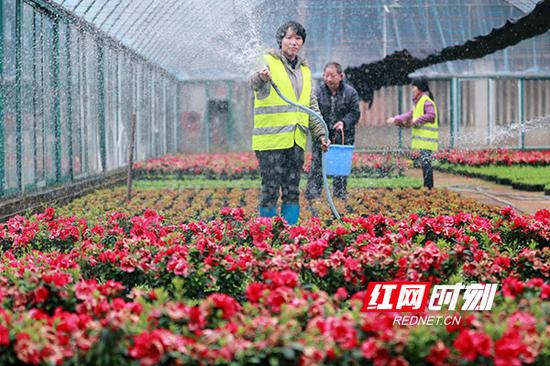 南郊公园花圃每年生产百万余盆花卉。